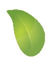 LillyPilly-Leaf
